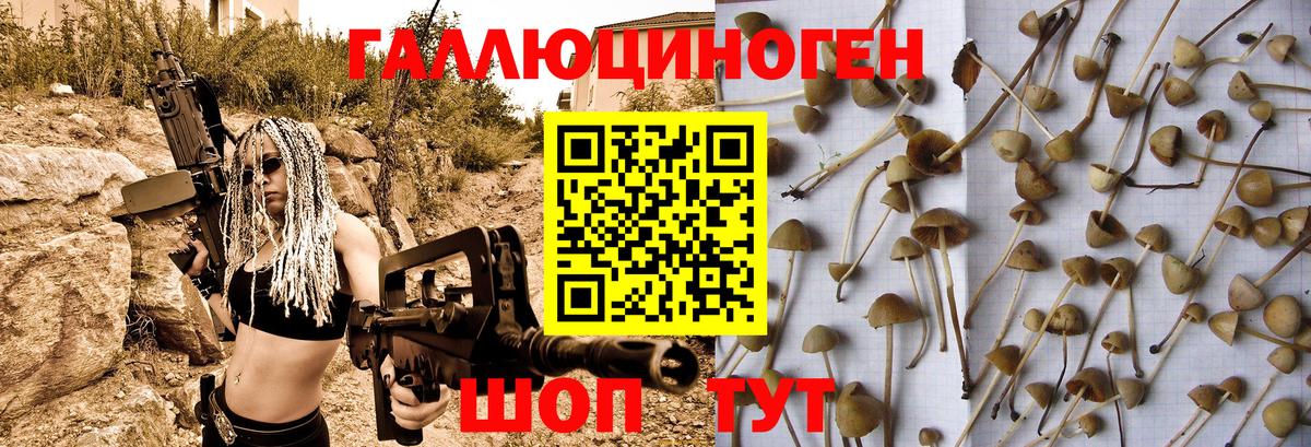 Псилоцибиновые грибы Psilocybe Мариинск